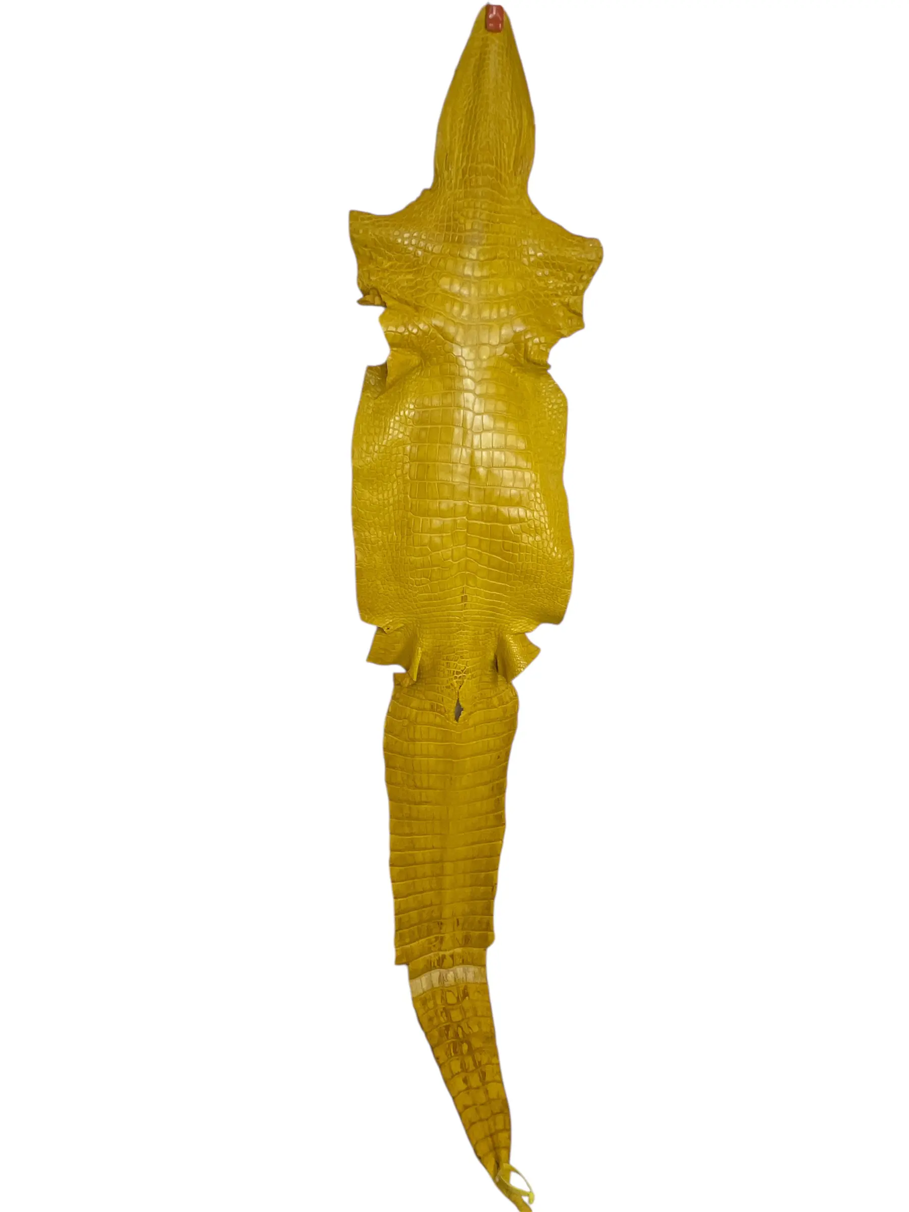 Yellow Matte Alligator · 22022490 · 47 cm
