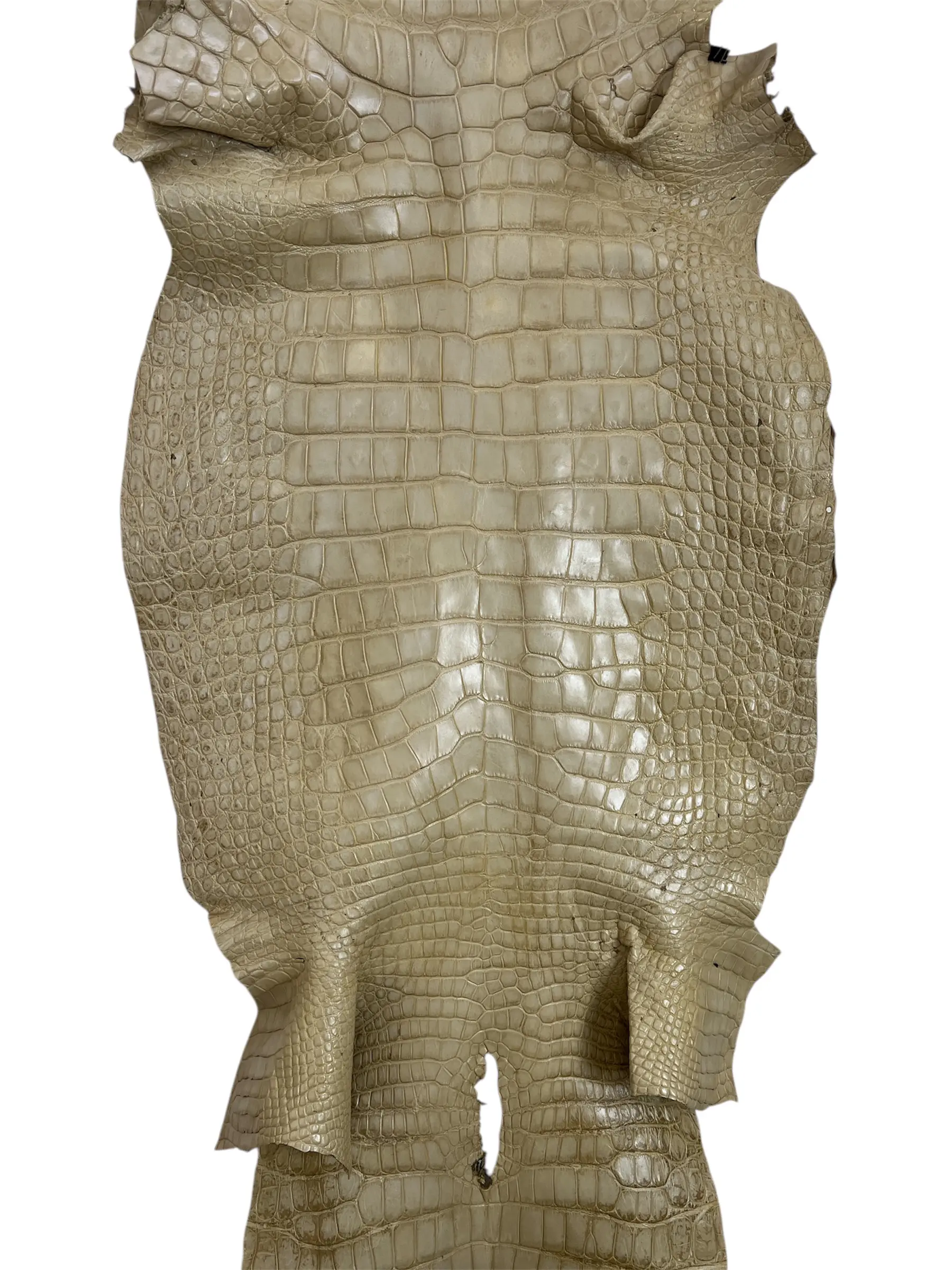 Bone Matte Alligator · 23050470 · 64 cm