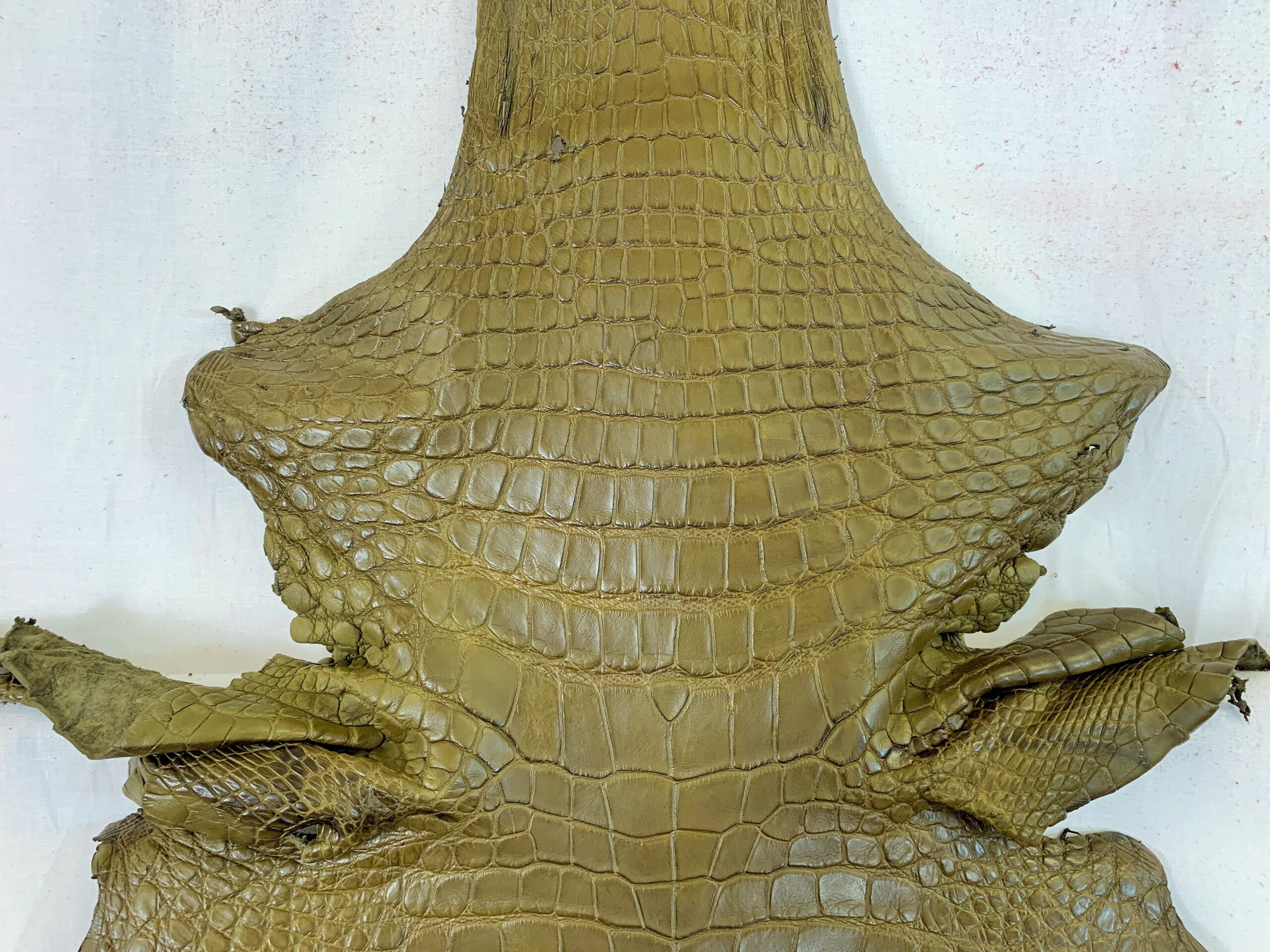 Alligator Skin Belly Matte Green