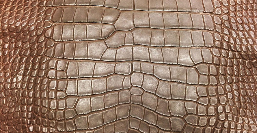 Crocodile Belly Skins